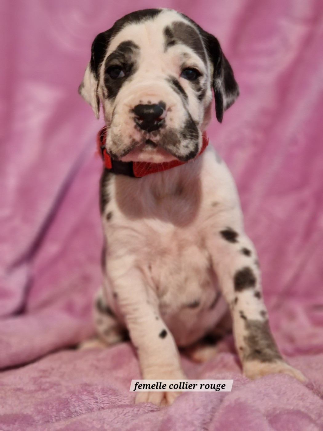 du domaine du rupt de mad - Chiots disponibles - Dogue allemand