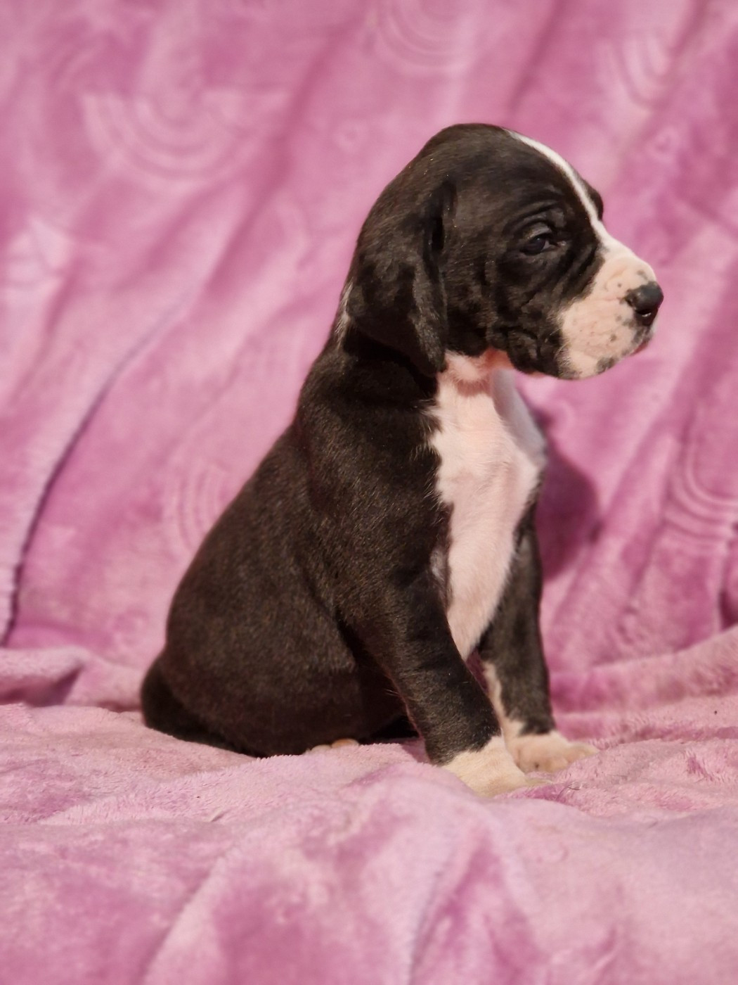 du domaine du rupt de mad - Chiots disponibles - Dogue allemand