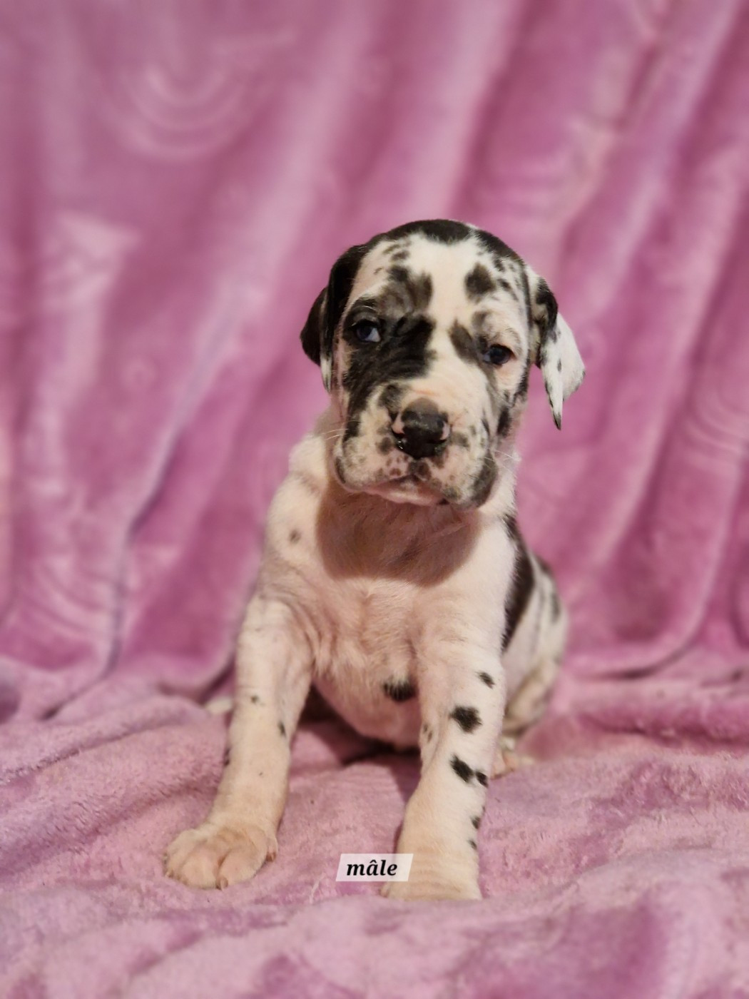 du domaine du rupt de mad - Chiots disponibles - Dogue allemand