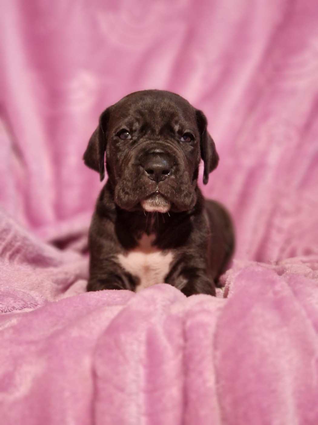 du domaine du rupt de mad - Chiots disponibles - Dogue allemand