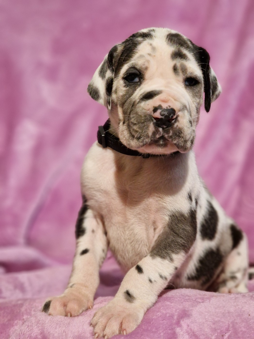 du domaine du rupt de mad - Chiots disponibles - Dogue allemand