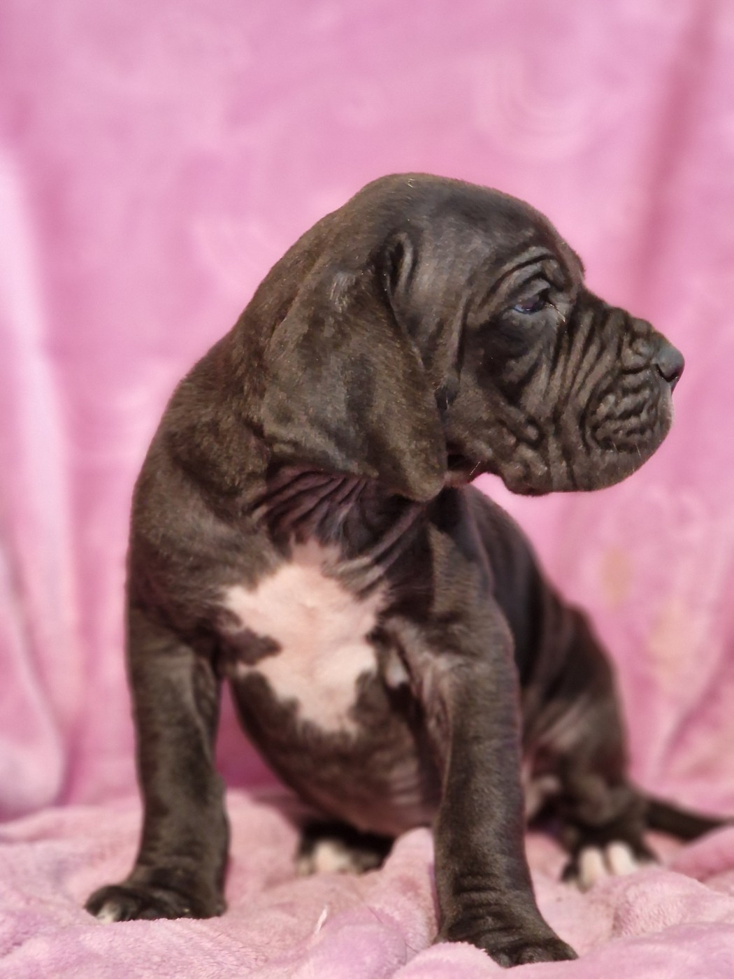du domaine du rupt de mad - Chiots disponibles - Dogue allemand