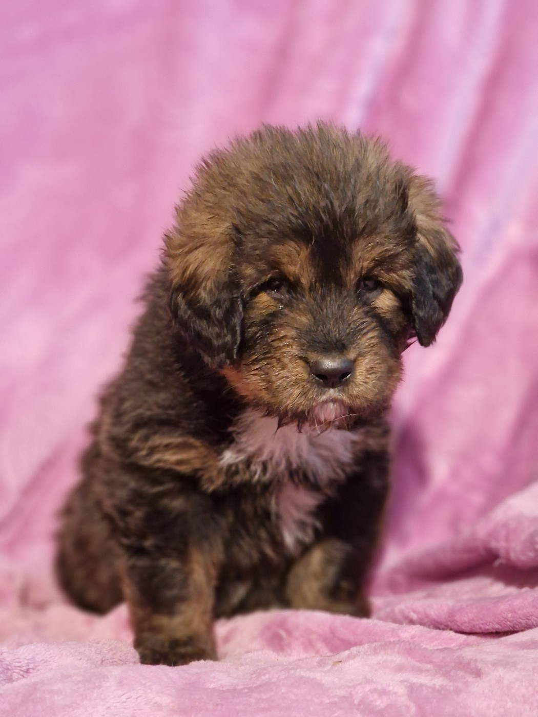 du domaine du rupt de mad - Chiots disponibles - Dogue du Tibet