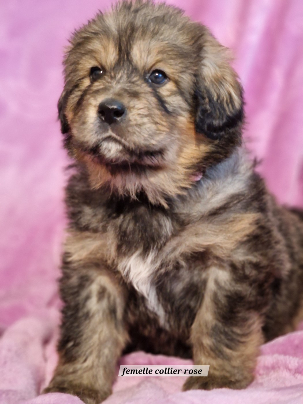 du domaine du rupt de mad - Chiots disponibles - Dogue du Tibet