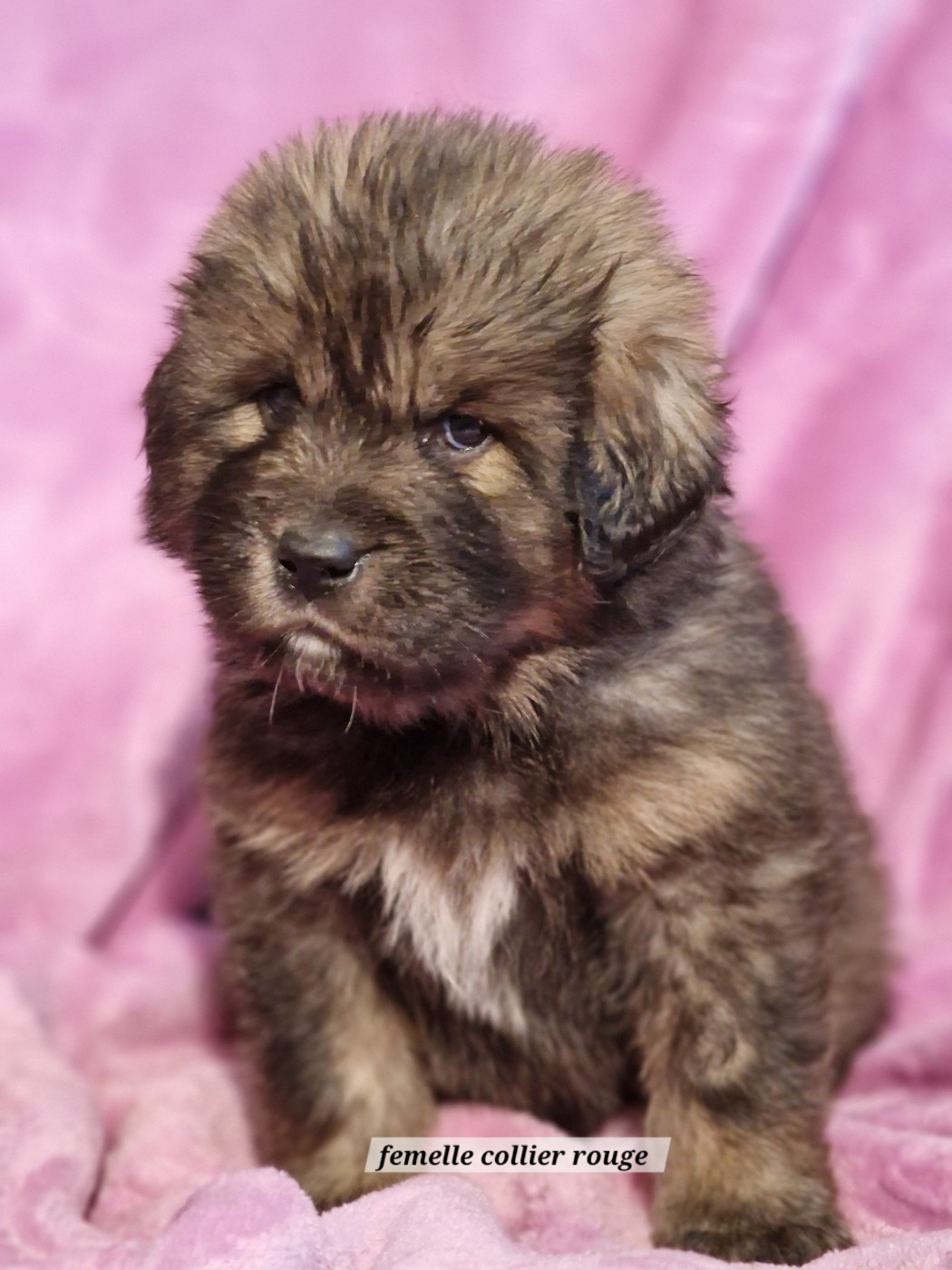 du domaine du rupt de mad - Chiots disponibles - Dogue du Tibet