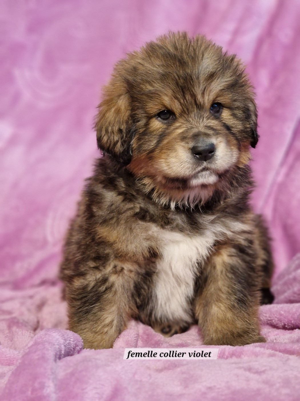 du domaine du rupt de mad - Chiots disponibles - Dogue du Tibet