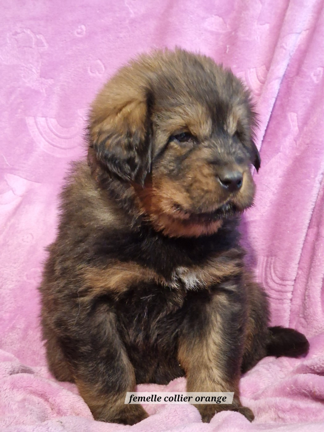du domaine du rupt de mad - Chiots disponibles - Dogue du Tibet