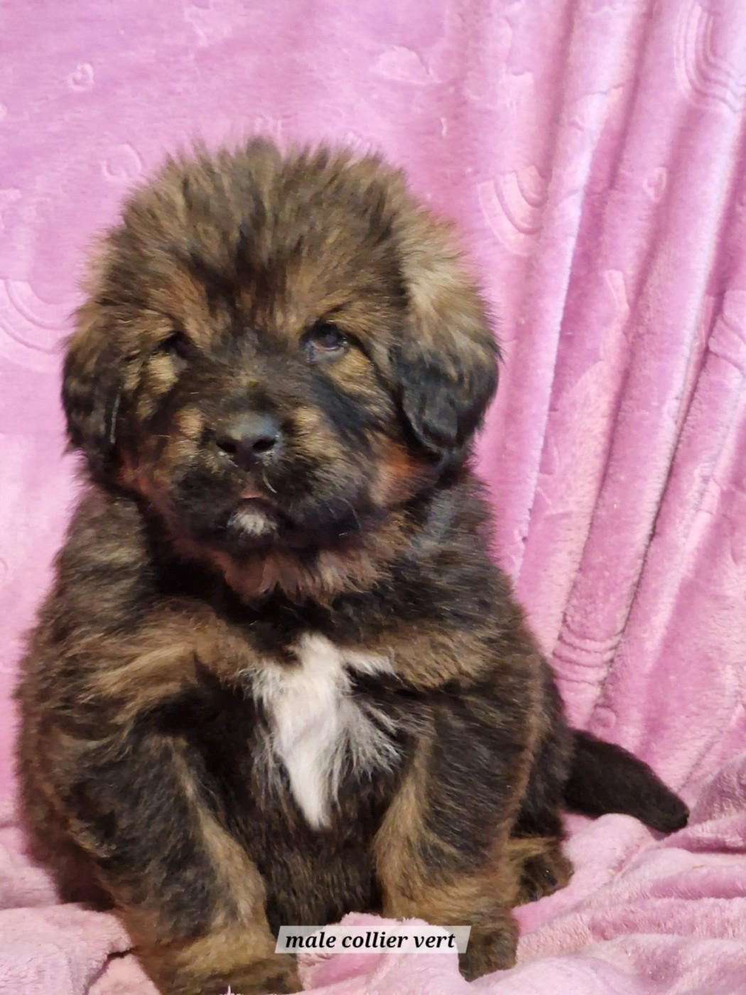 du domaine du rupt de mad - Chiots disponibles - Dogue du Tibet