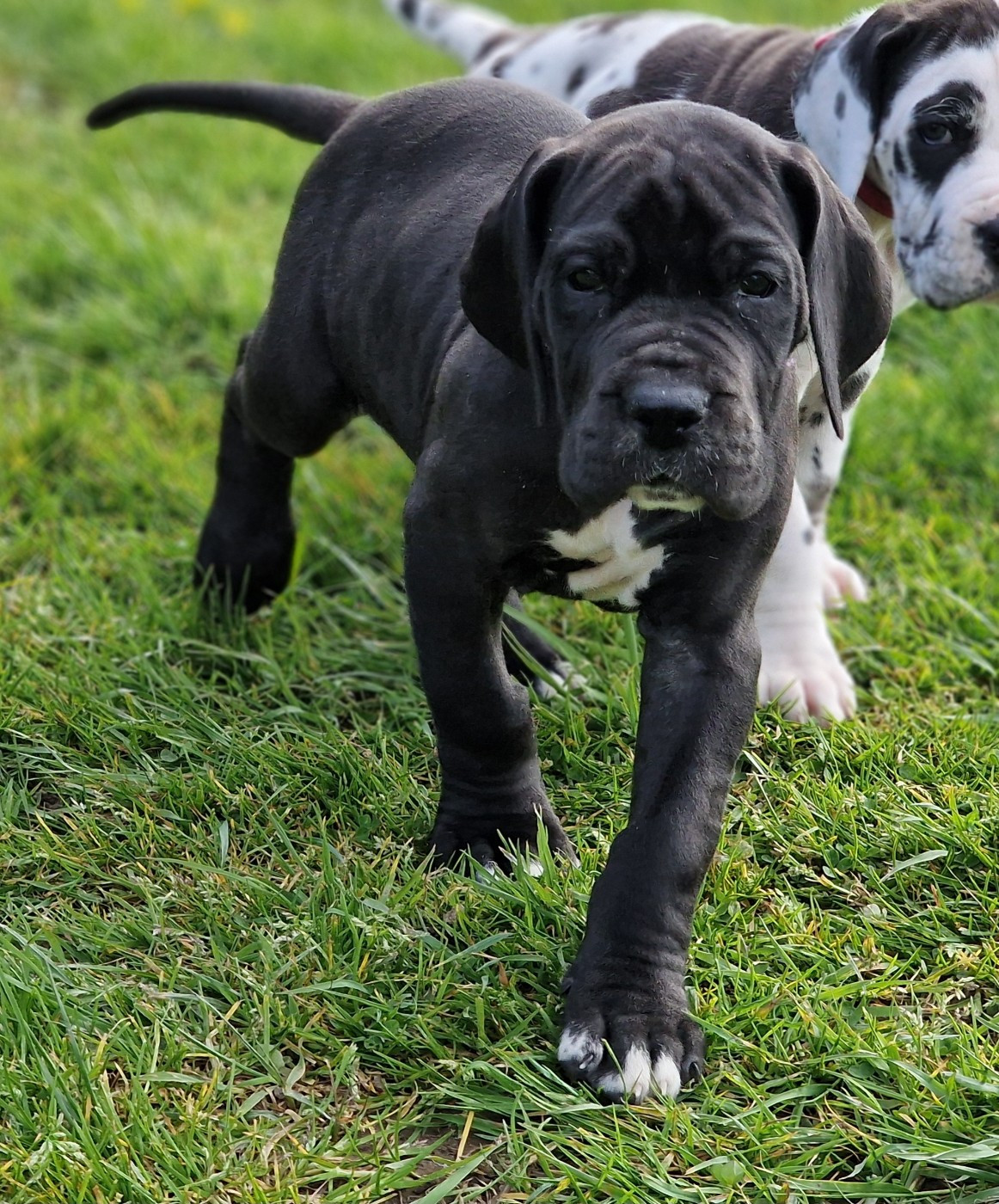 du domaine du rupt de mad - Chiots disponibles - Dogue allemand