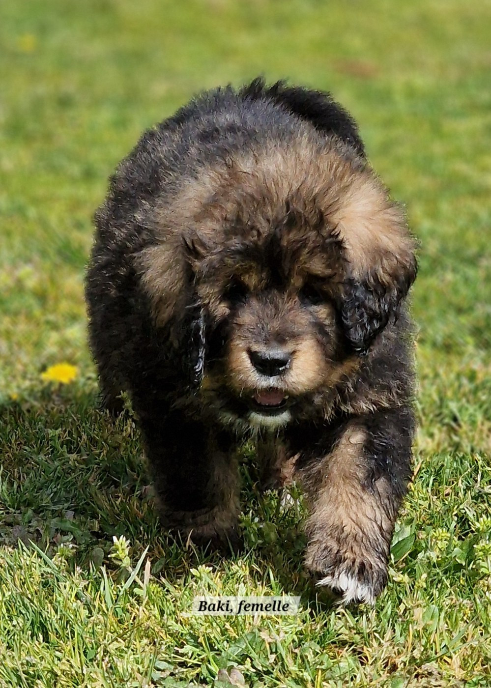 du domaine du rupt de mad - Chiots disponibles - Dogue du Tibet