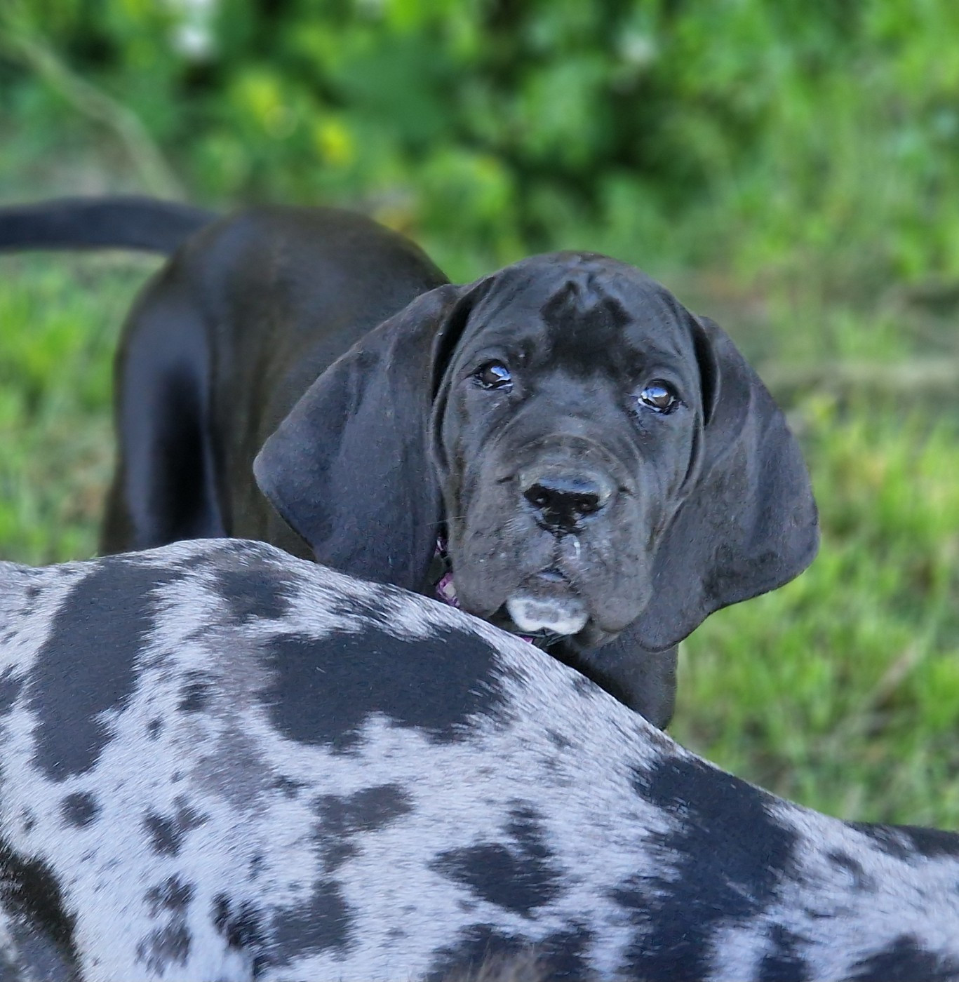 du domaine du rupt de mad - Chiots disponibles - Dogue allemand