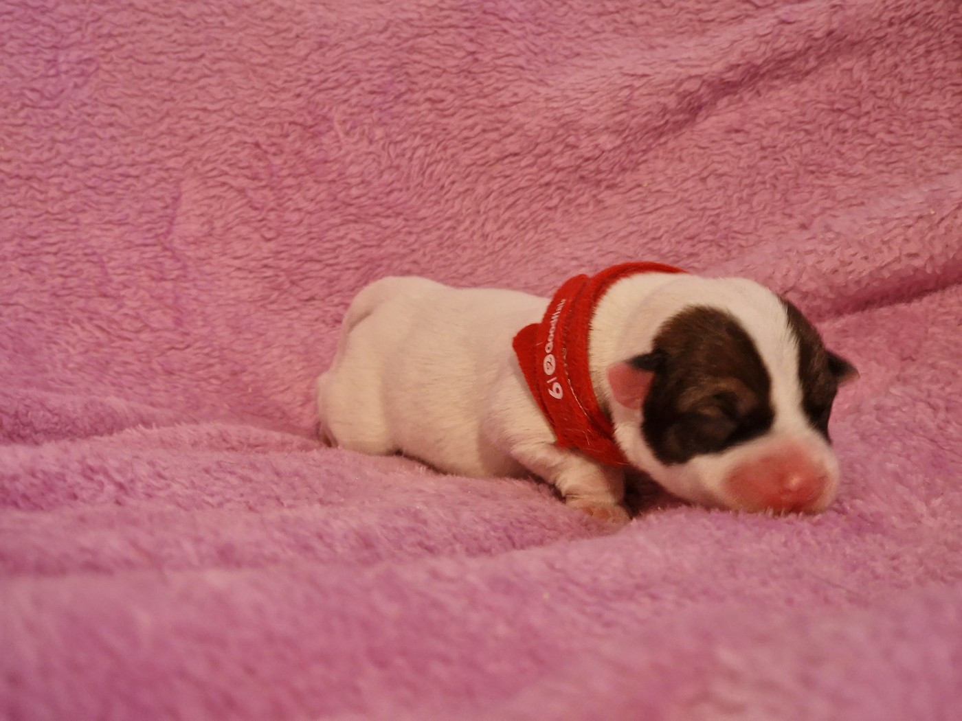 du domaine du rupt de mad - Chiots disponibles - Jack Russell Terrier