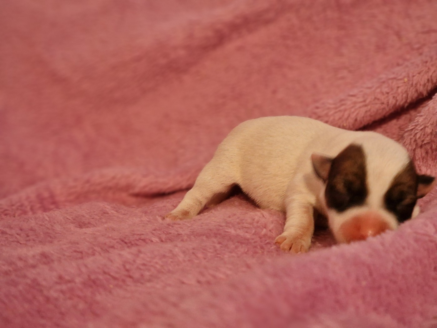 du domaine du rupt de mad - Chiots disponibles - Jack Russell Terrier