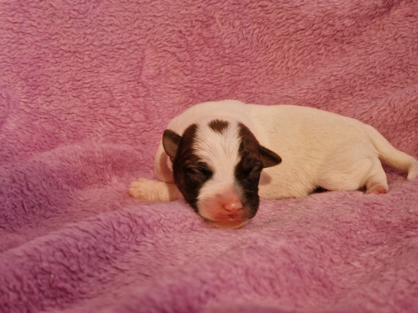 du domaine du rupt de mad - Chiots disponibles - Jack Russell Terrier