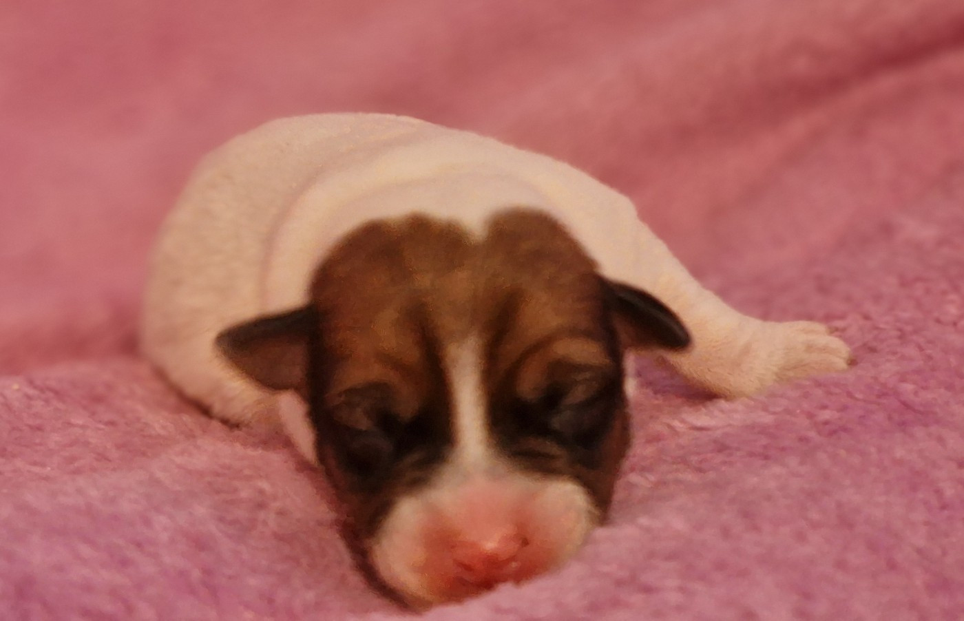 du domaine du rupt de mad - Chiots disponibles - Jack Russell Terrier