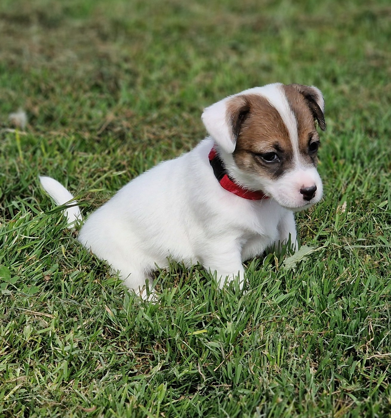 du domaine du rupt de mad - Jack Russell Terrier - Portée née le 23/04/2026