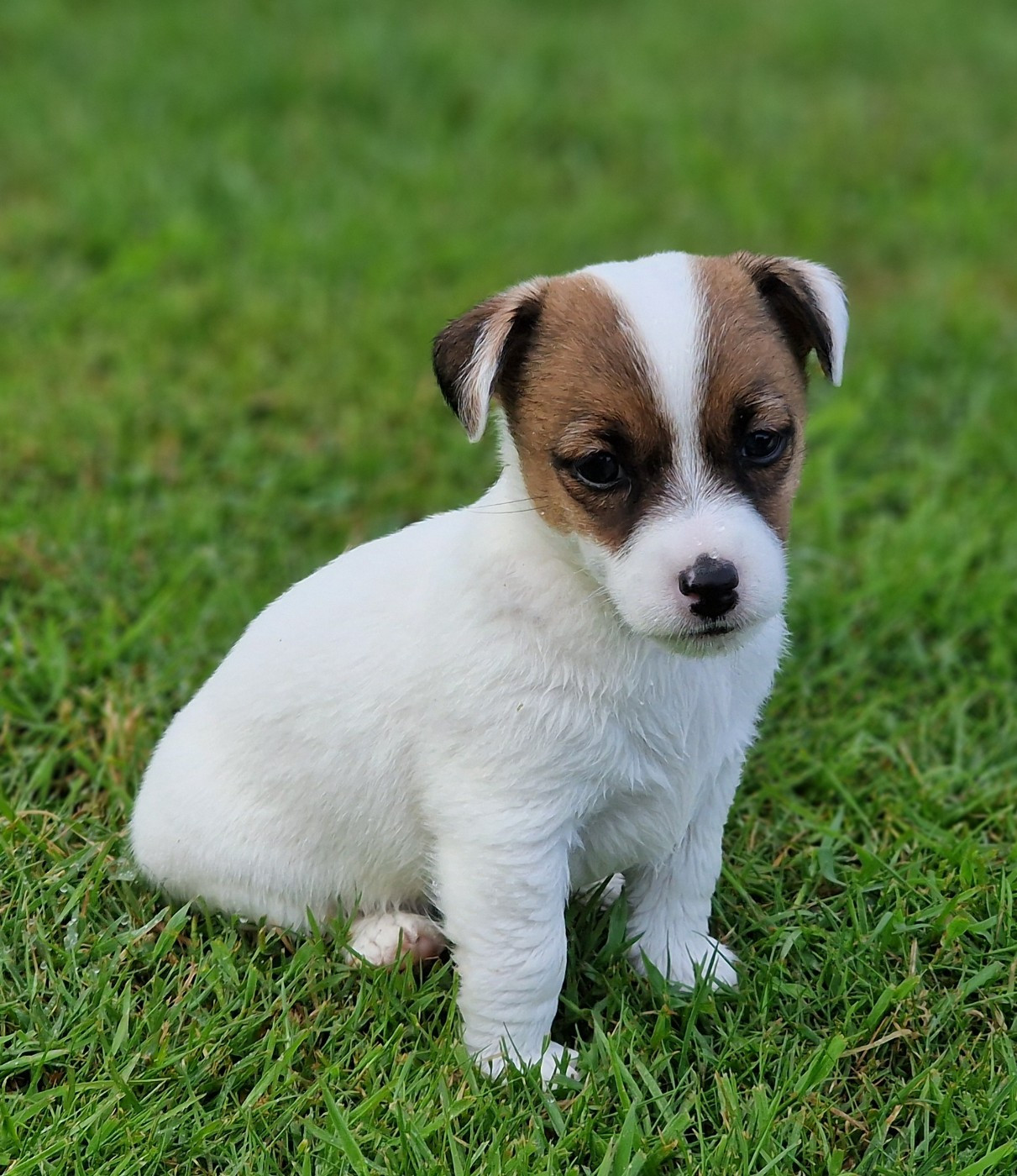 du domaine du rupt de mad - Chiots disponibles - Jack Russell Terrier