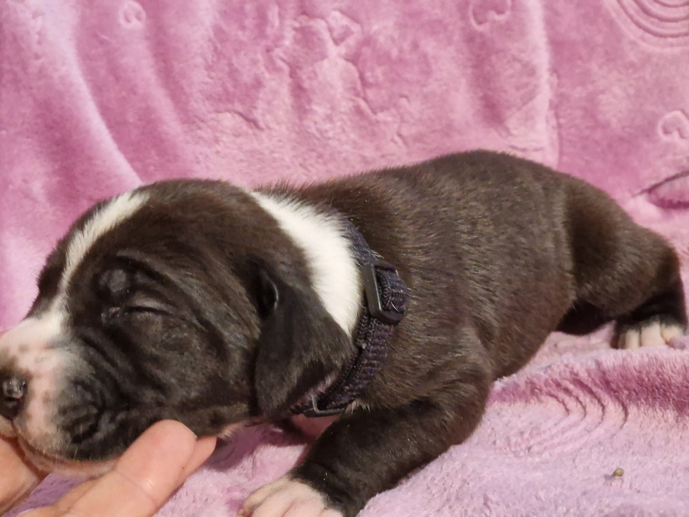 du domaine du rupt de mad - Chiots disponibles - Dogue allemand