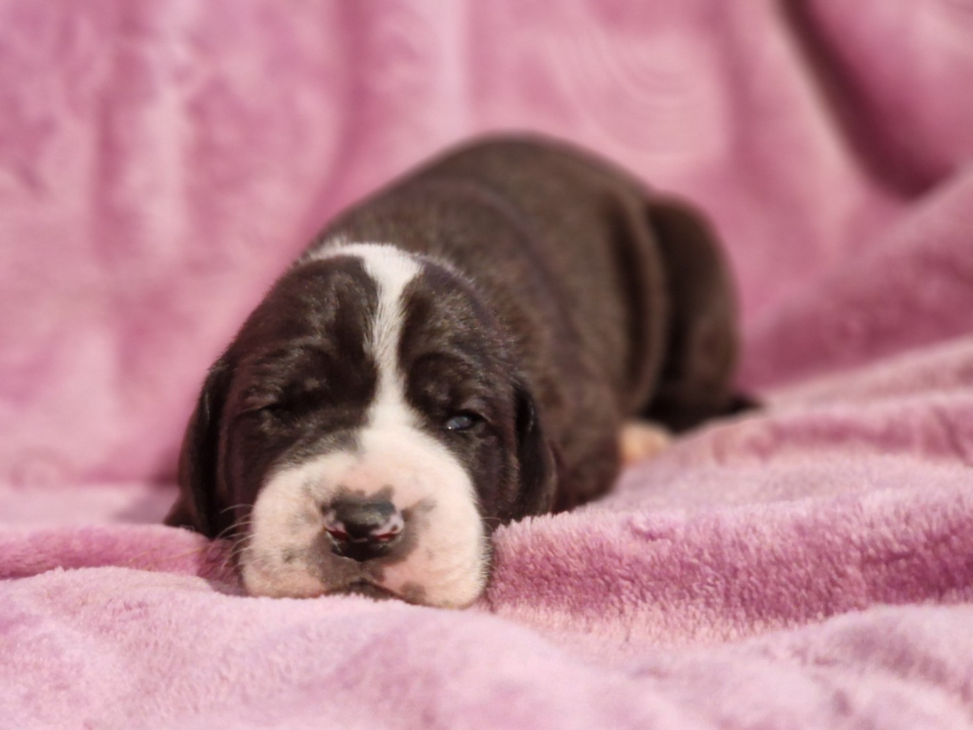 du domaine du rupt de mad - Chiots disponibles - Dogue allemand