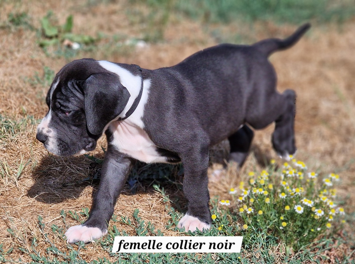 du domaine du rupt de mad - Chiots disponibles - Dogue allemand