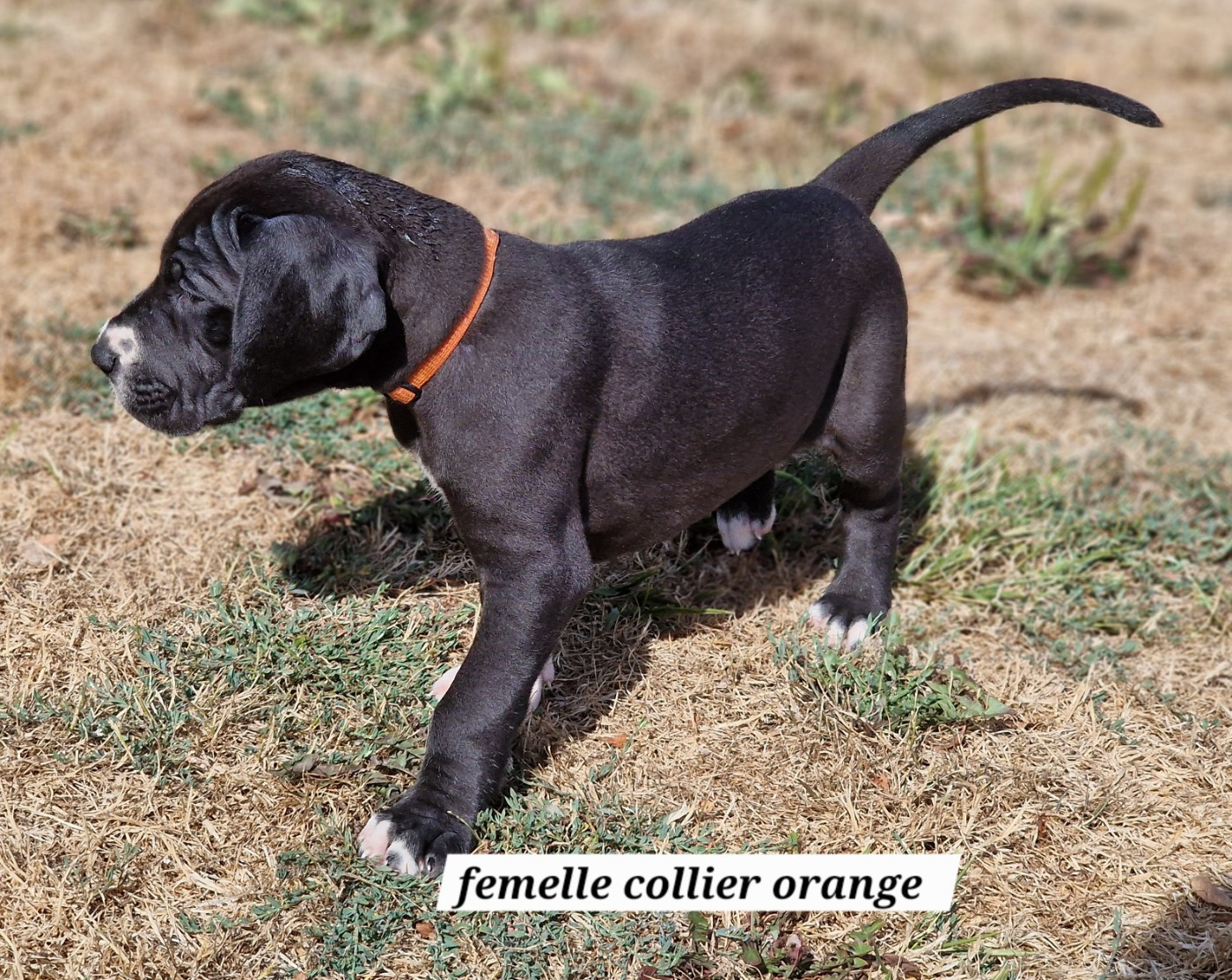 du domaine du rupt de mad - Chiots disponibles - Dogue allemand