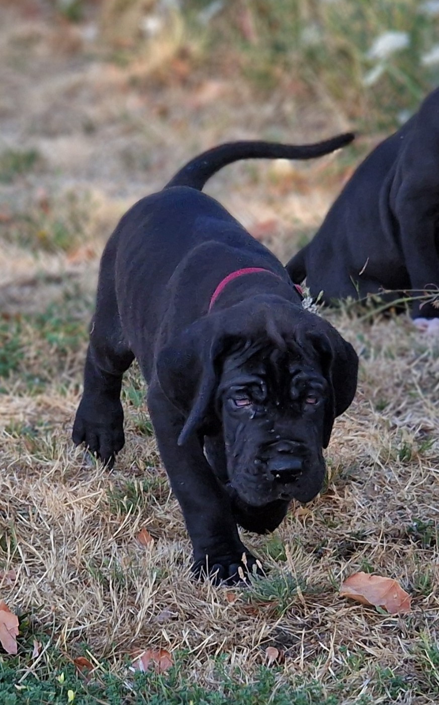 du domaine du rupt de mad - Chiots disponibles - Dogue allemand