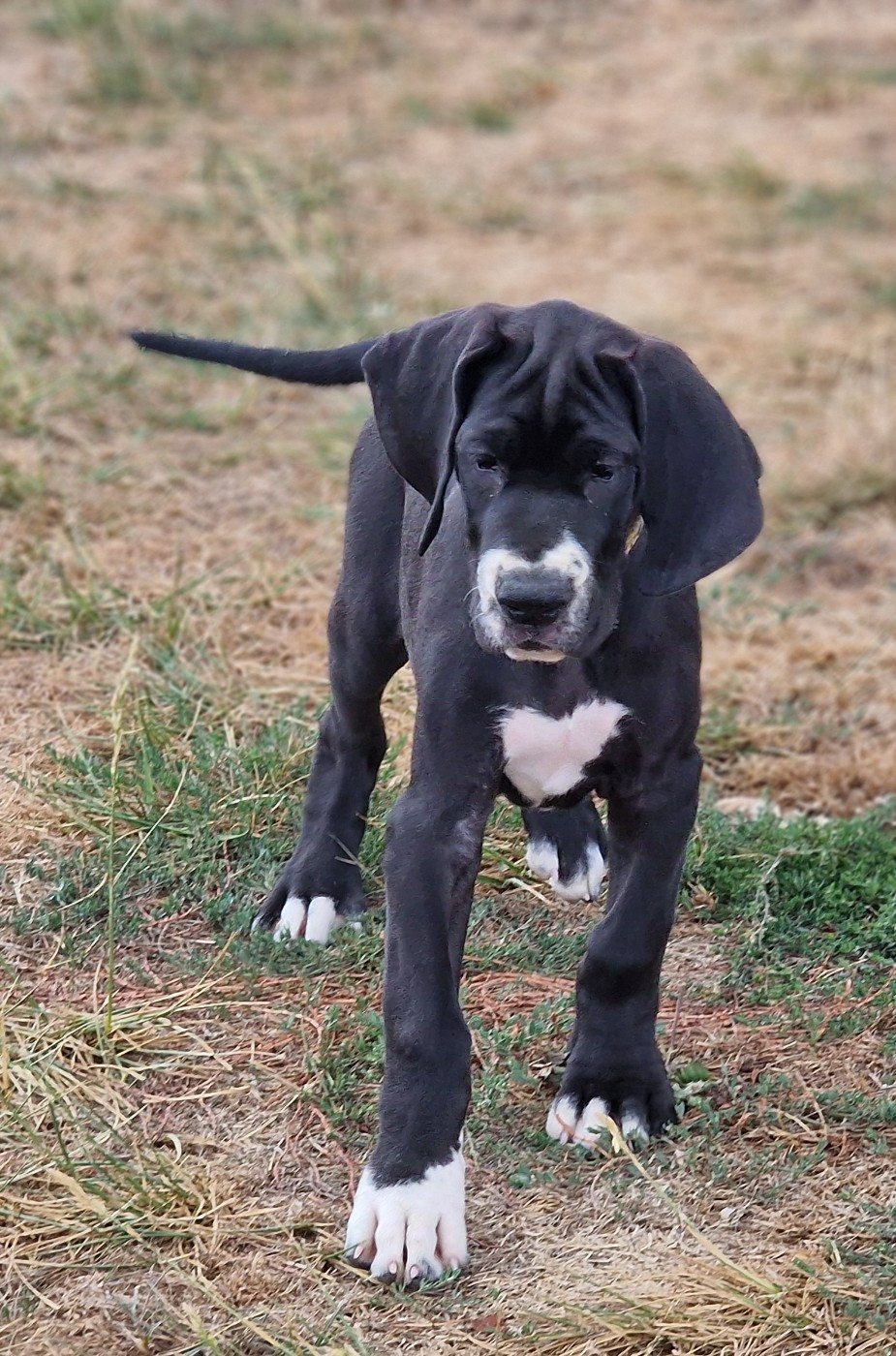 du domaine du rupt de mad - Chiots disponibles - Dogue allemand