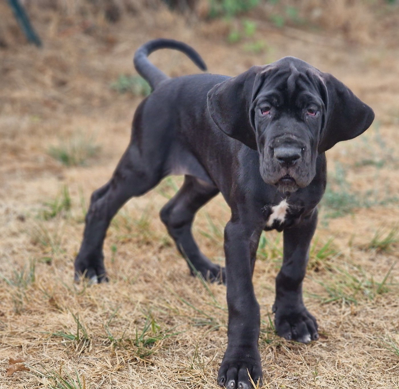 du domaine du rupt de mad - Chiots disponibles - Dogue allemand