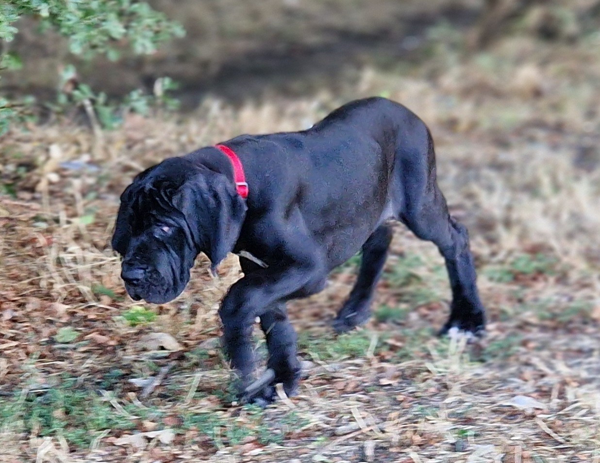 du domaine du rupt de mad - Chiots disponibles - Dogue allemand