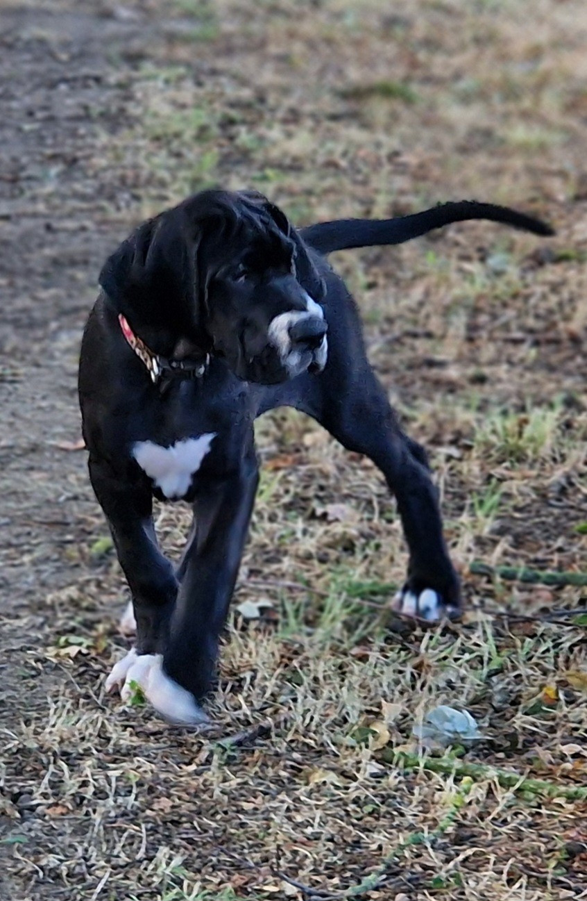 du domaine du rupt de mad - Chiots disponibles - Dogue allemand
