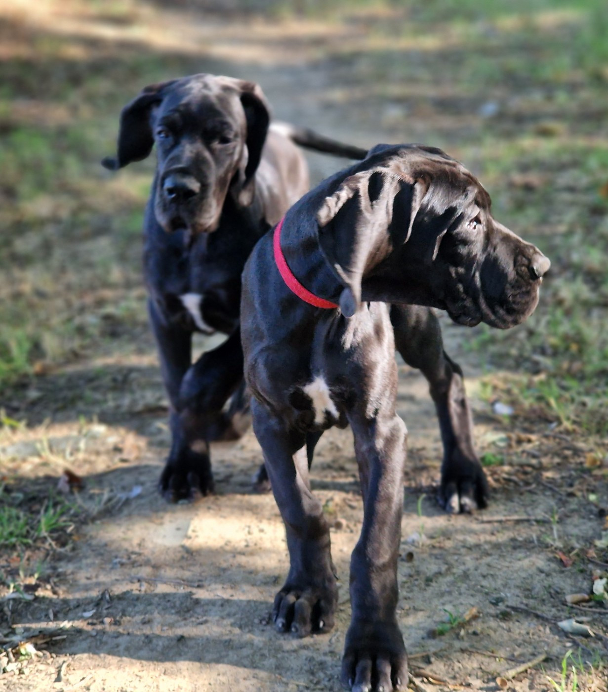 du domaine du rupt de mad - Chiots disponibles - Dogue allemand