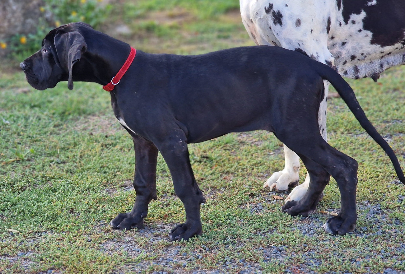 du domaine du rupt de mad - Chiots disponibles - Dogue allemand