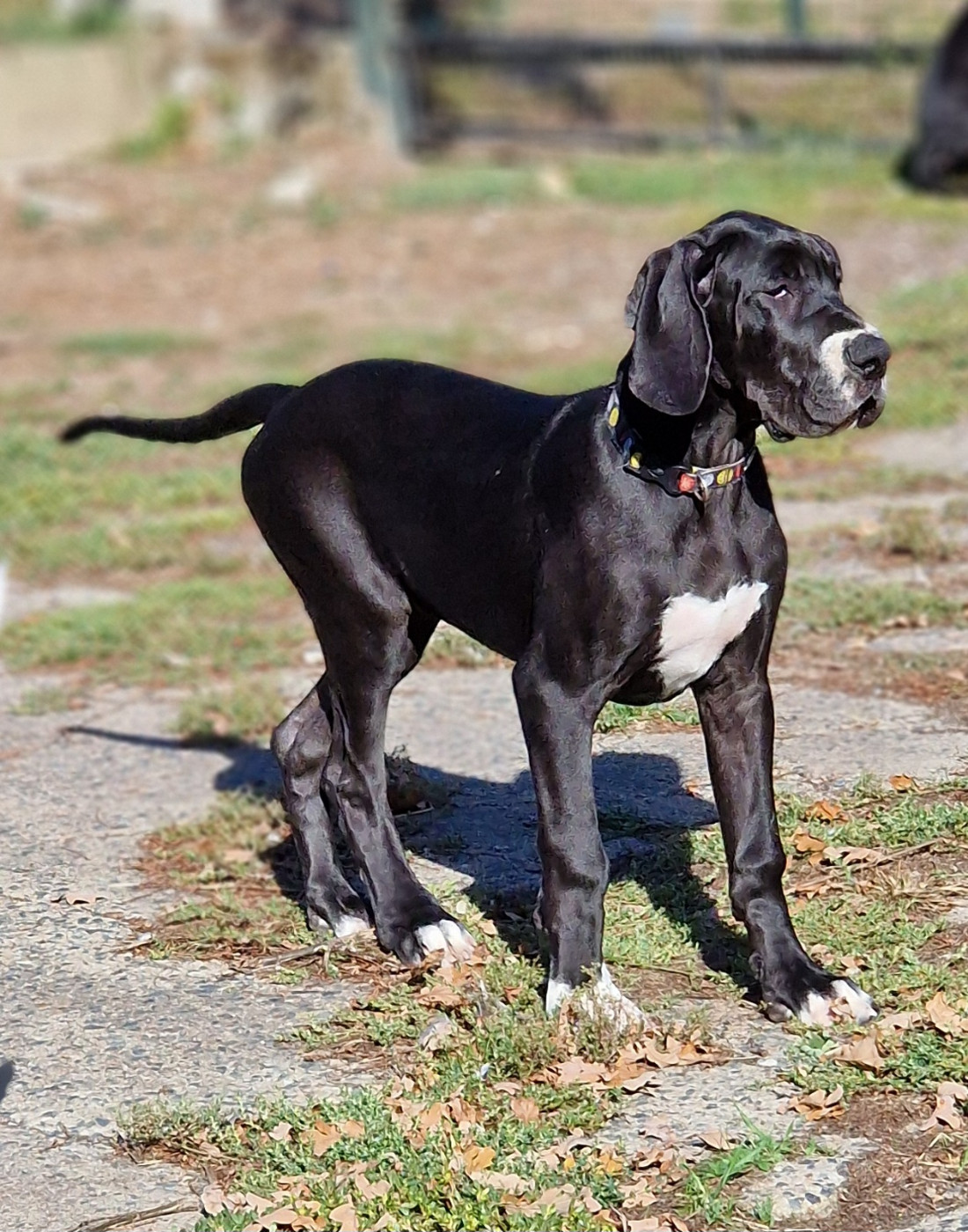 du domaine du rupt de mad - Chiots disponibles - Dogue allemand
