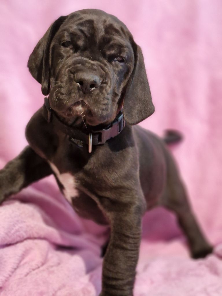 du domaine du rupt de mad - Chiots disponibles - Dogue allemand