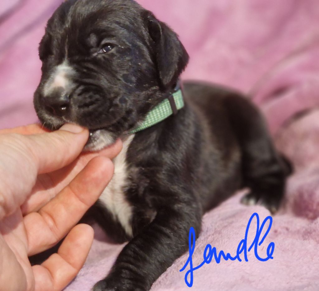 du domaine du rupt de mad - Chiots disponibles - Dogue allemand