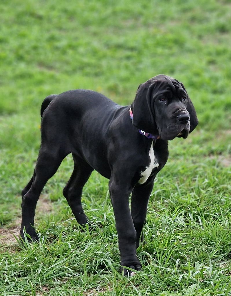 du domaine du rupt de mad - Chiots disponibles - Dogue allemand
