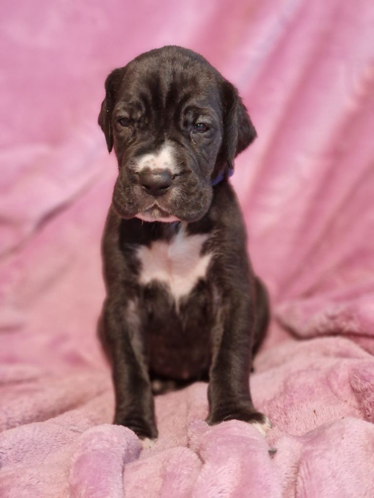du domaine du rupt de mad - Chiots disponibles - Dogue allemand