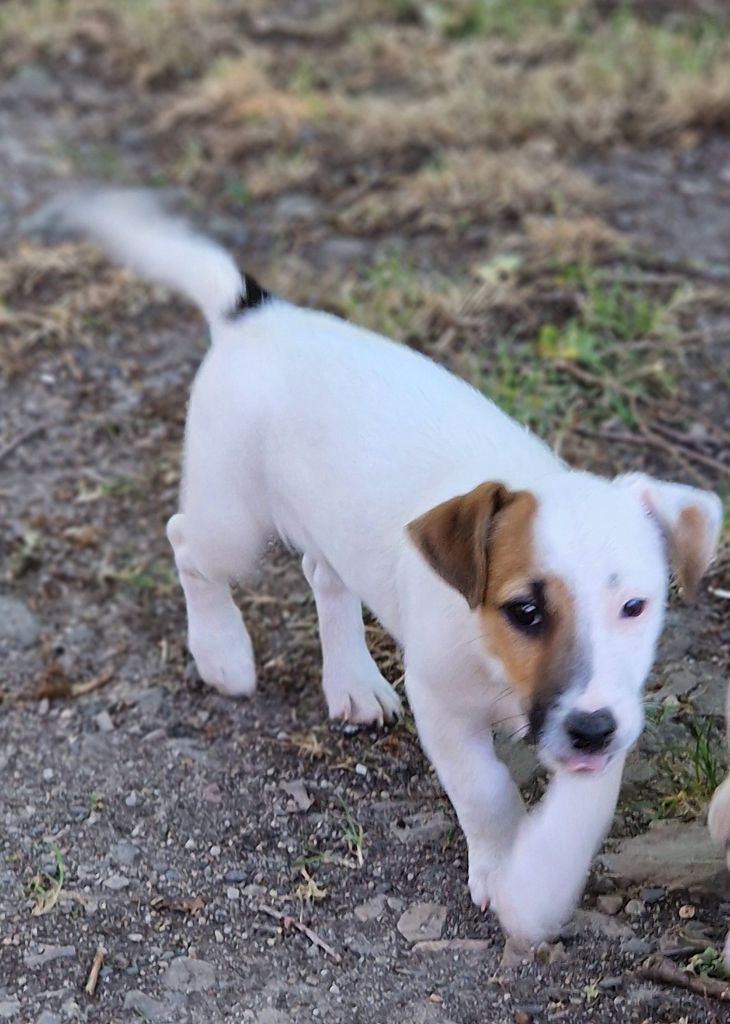 du domaine du rupt de mad - Chiots disponibles - Jack Russell Terrier