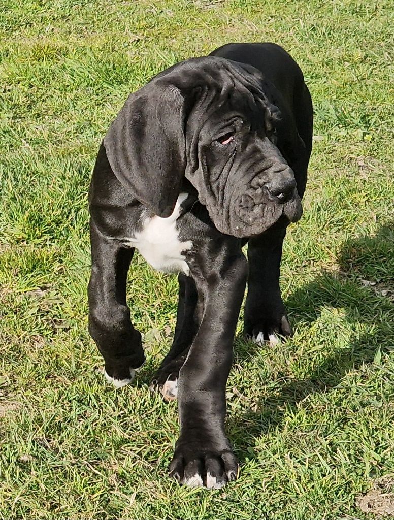 du domaine du rupt de mad - Chiots disponibles - Dogue allemand