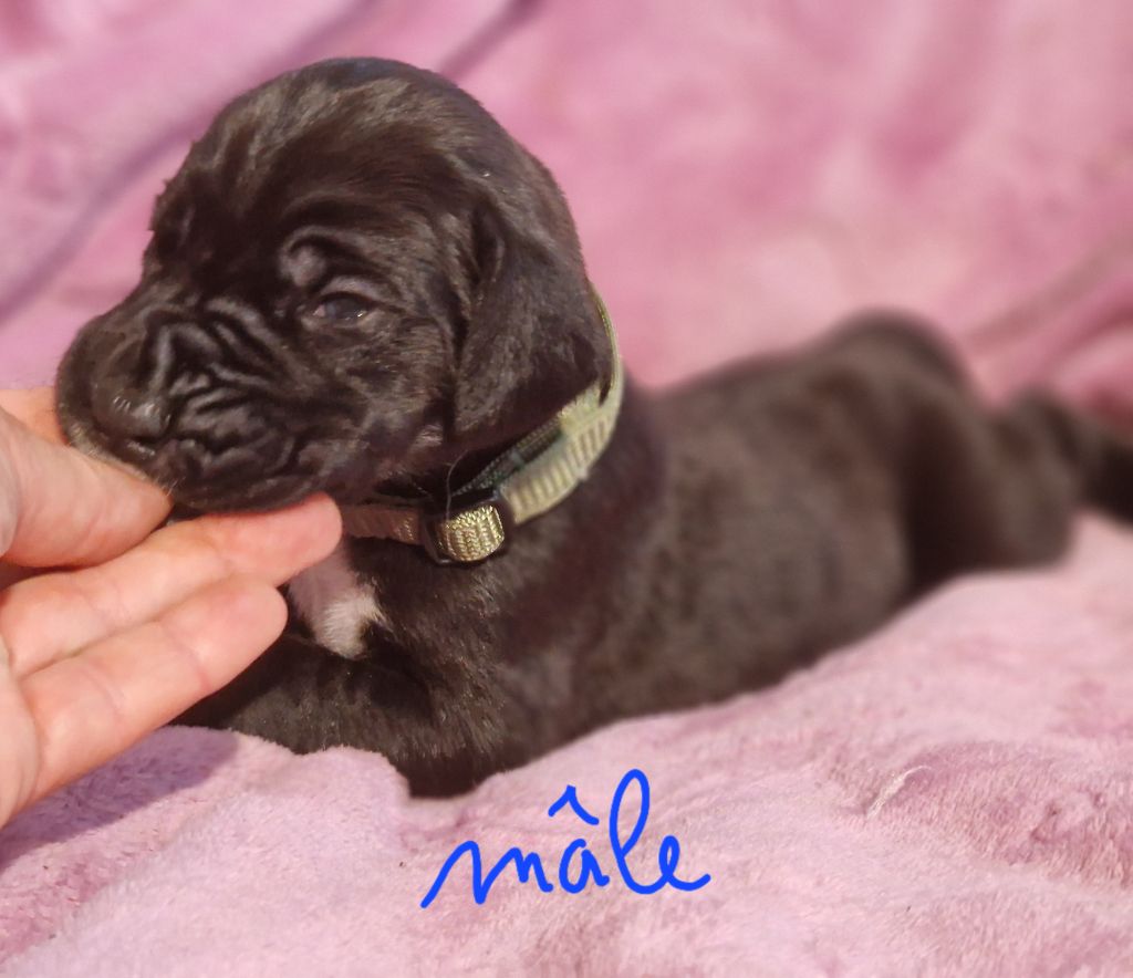 du domaine du rupt de mad - Chiots disponibles - Dogue allemand