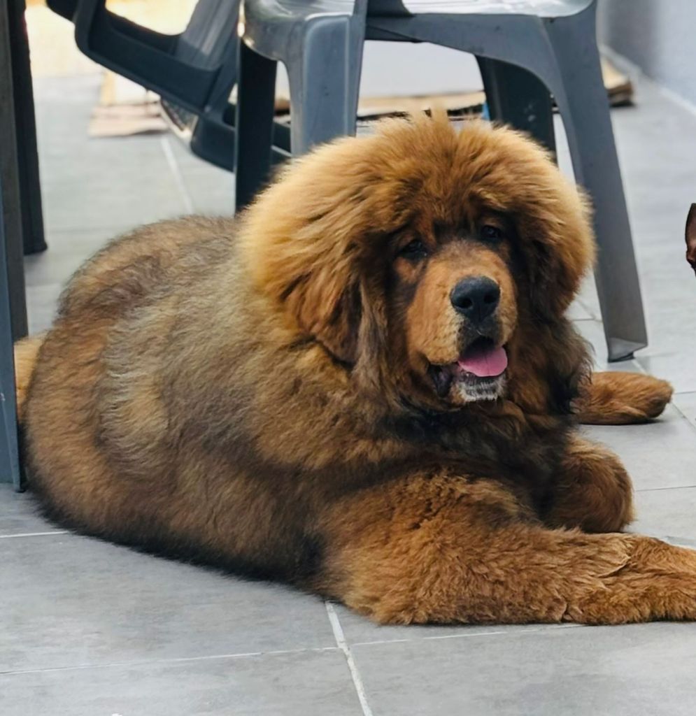 du domaine du rupt de mad - Chiots disponibles - Dogue du Tibet