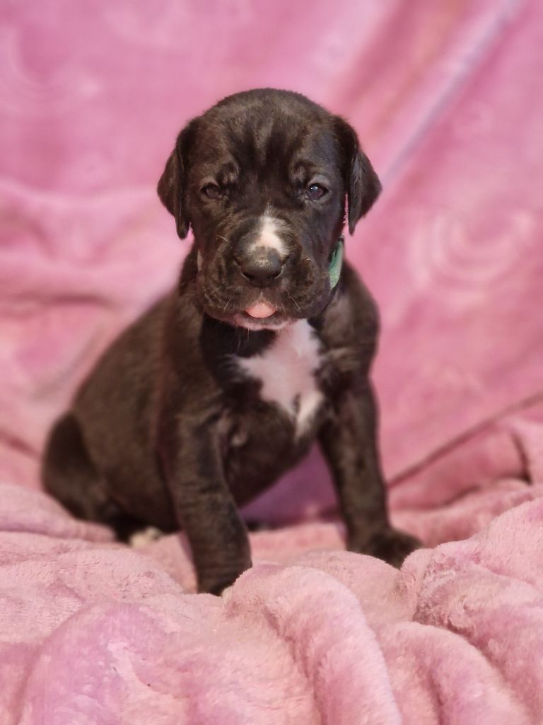 du domaine du rupt de mad - Chiots disponibles - Dogue allemand