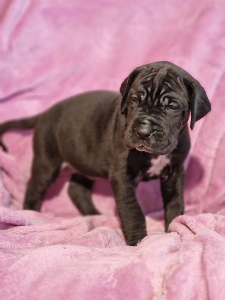du domaine du rupt de mad - Chiots disponibles - Dogue allemand