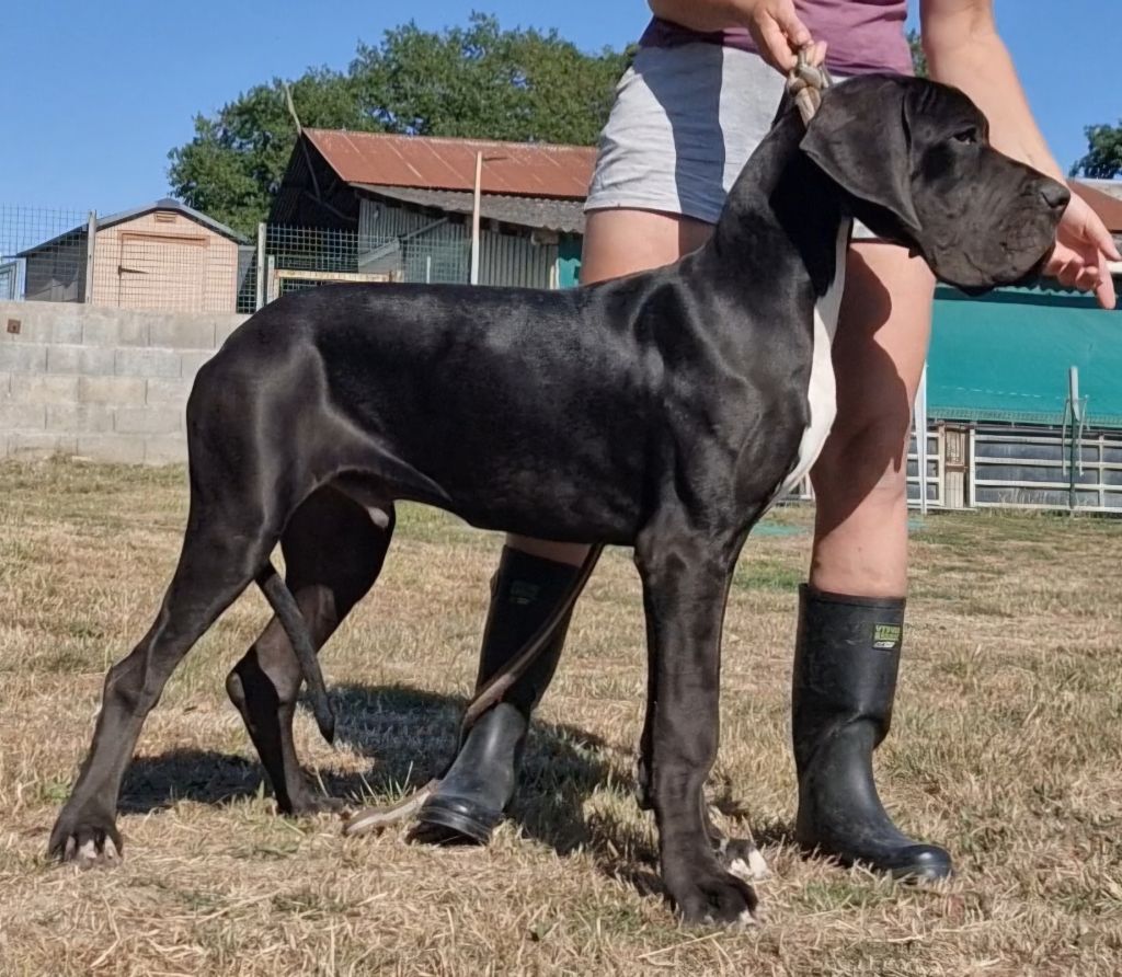 du domaine du rupt de mad - Chiots disponibles - Dogue allemand