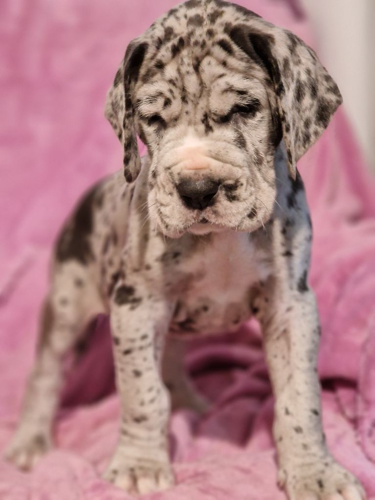 du domaine du rupt de mad - Chiots disponibles - Dogue allemand