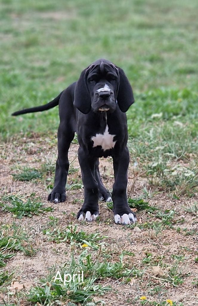 du domaine du rupt de mad - Chiots disponibles - Dogue allemand