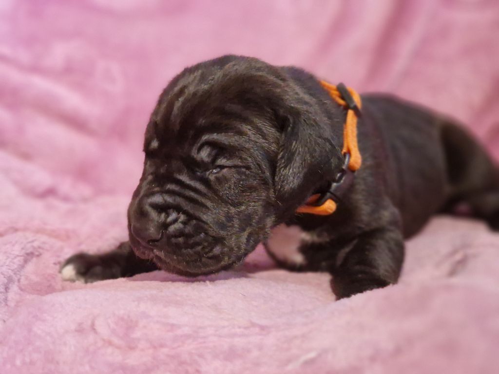 du domaine du rupt de mad - Chiots disponibles - Dogue allemand