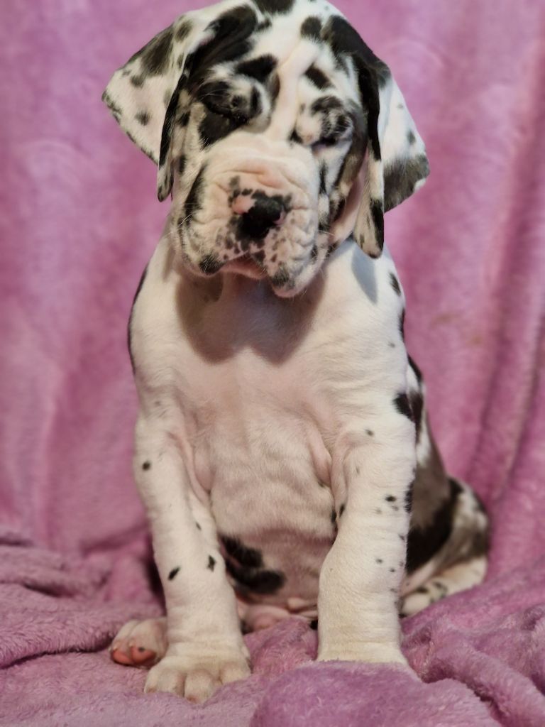 du domaine du rupt de mad - Chiots disponibles - Dogue allemand