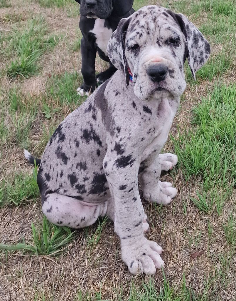 du domaine du rupt de mad - Chiots disponibles - Dogue allemand