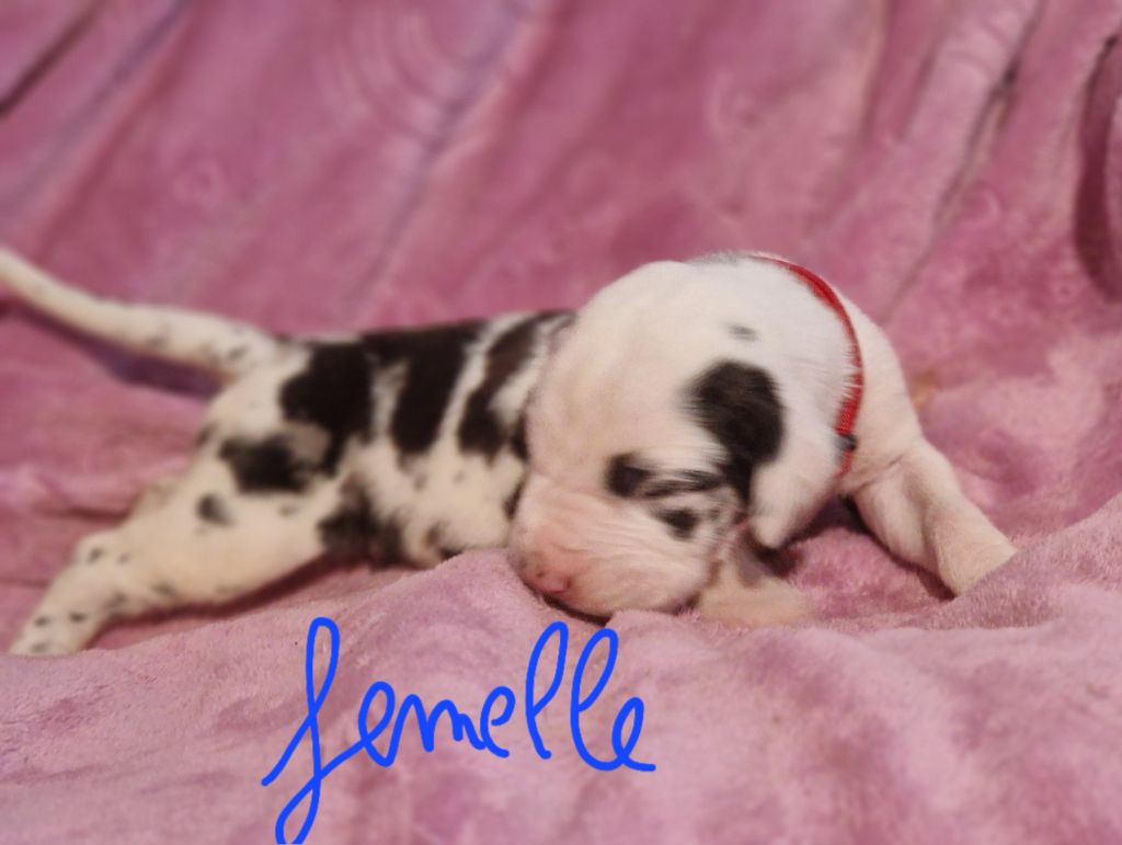 du domaine du rupt de mad - Chiots disponibles - Dogue allemand